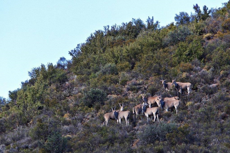 7 Bedroom Property for Sale in De Rust Western Cape